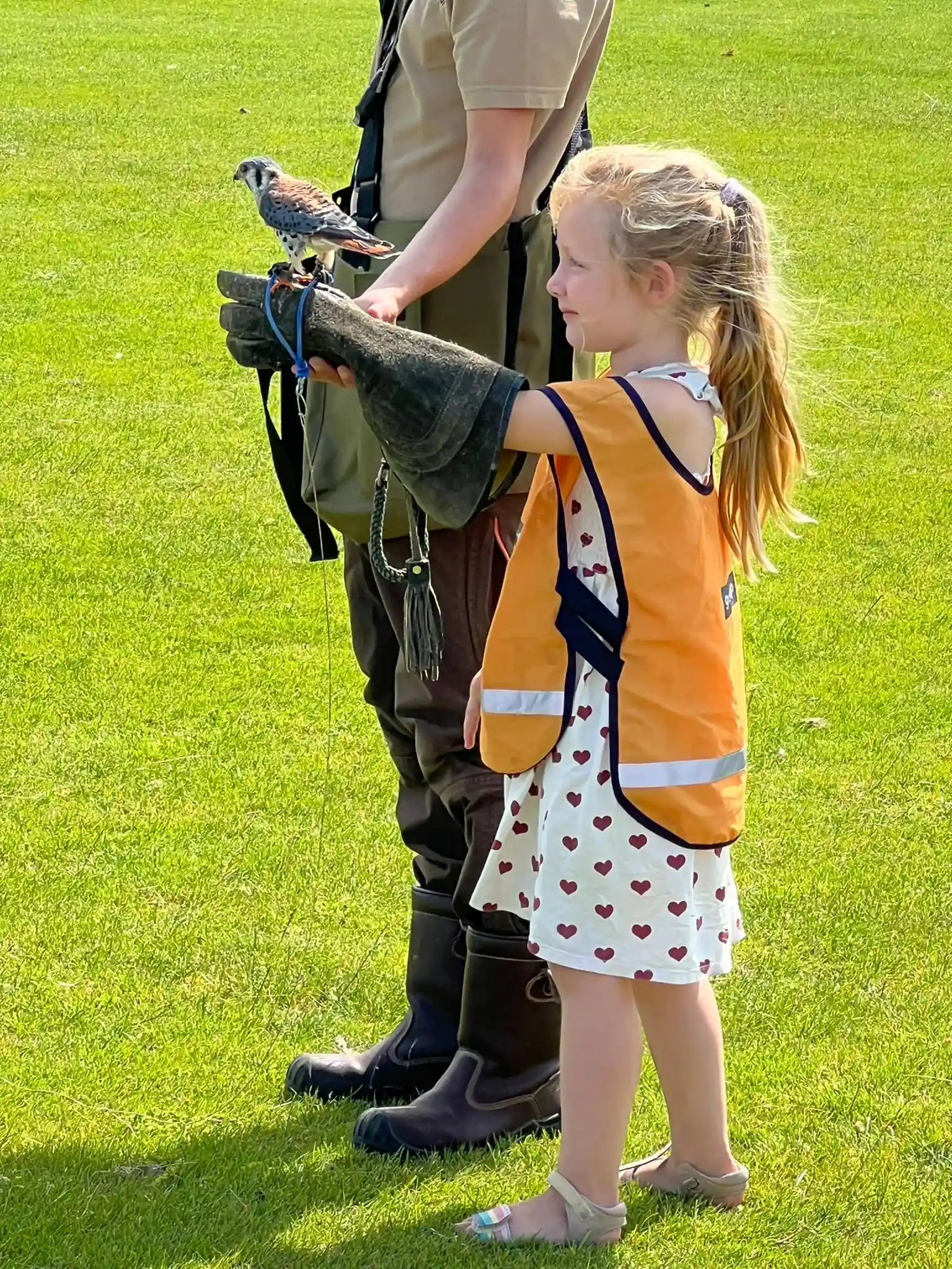 gro-up kinderen naar de roofvogelshow en meisje houdt vogel vast